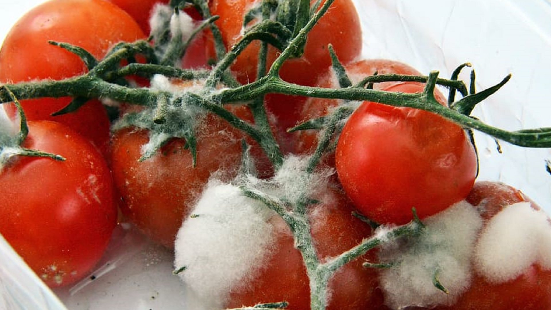 food-tomatoes-healthy-vegetables.jpg1920x1080.jpg