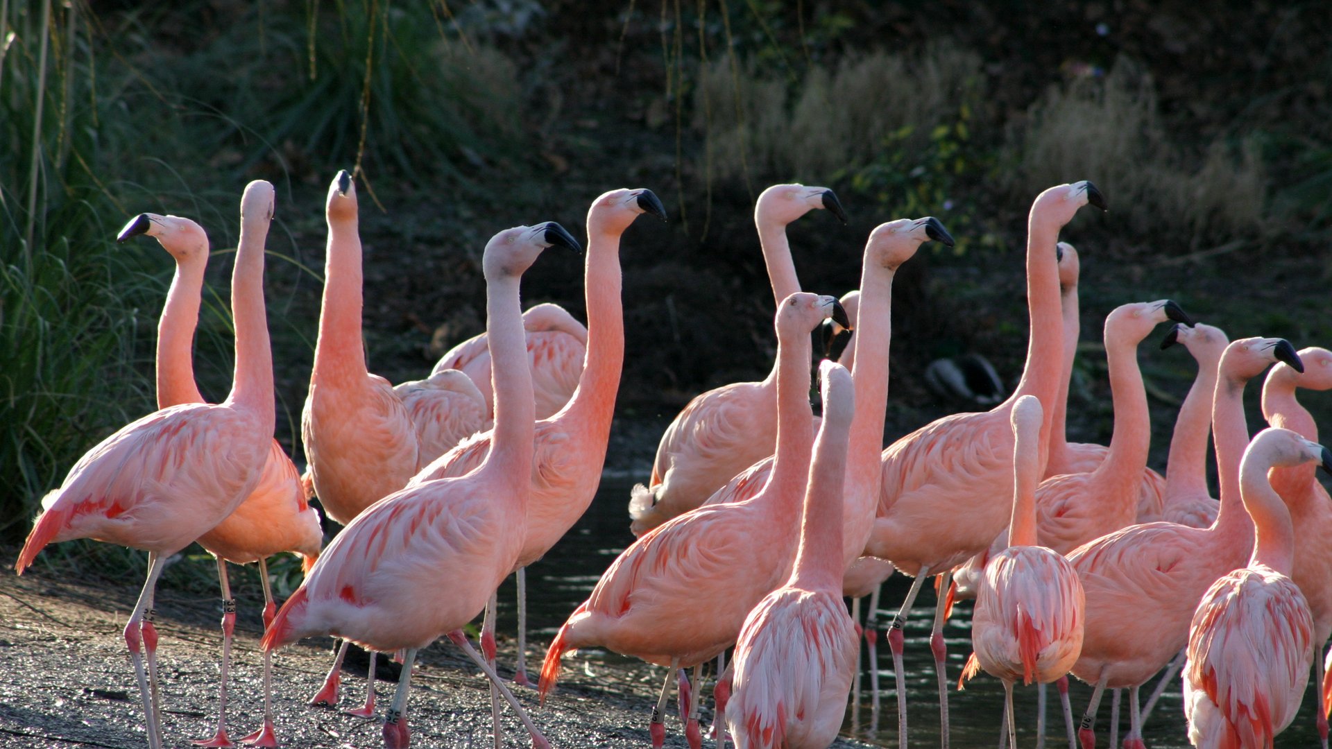 Chileense_flamingo_groep_R_1920x1080.jpg