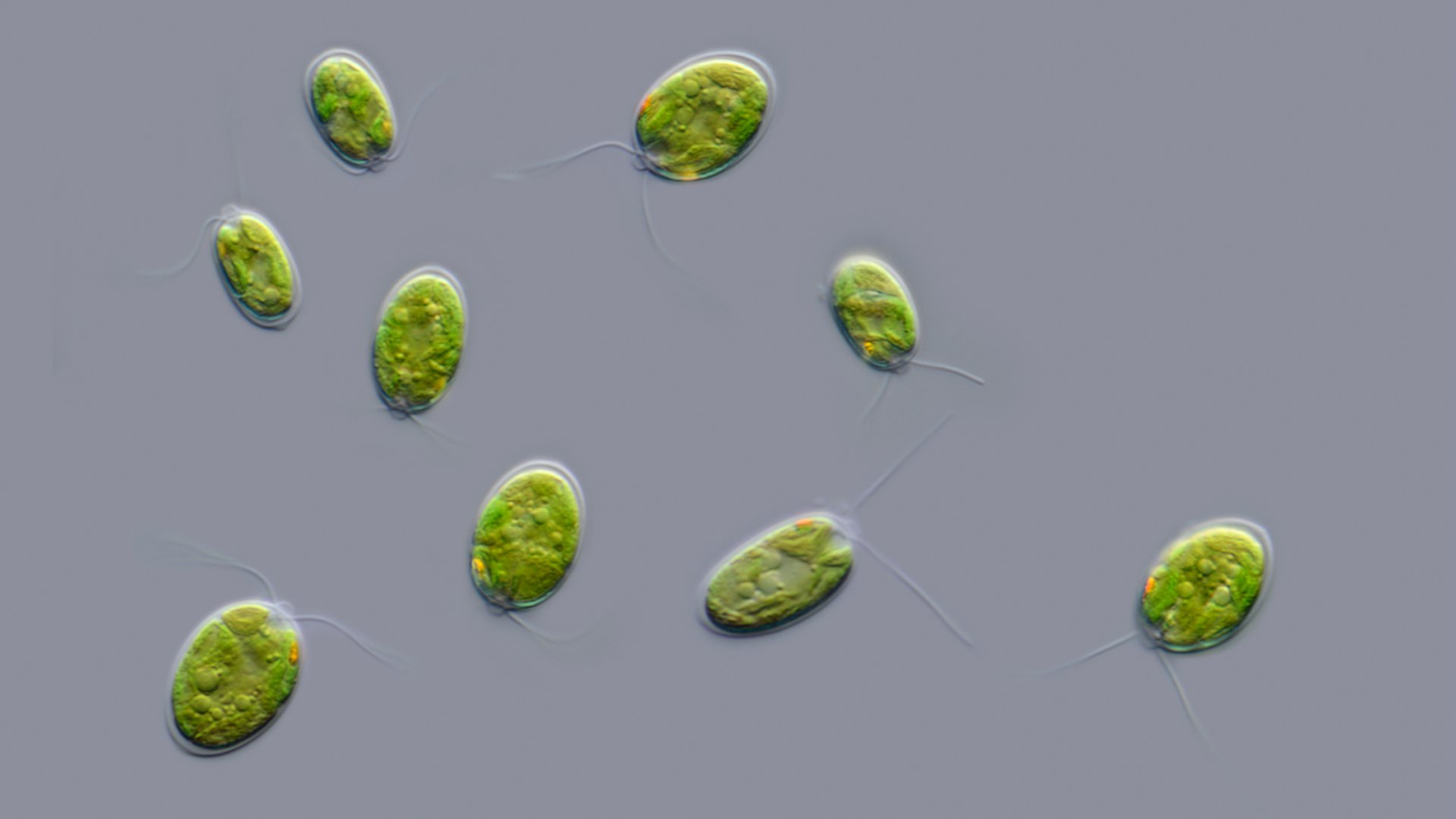 Одноклеточная зеленая водоросль хламидомонада. Зелёные водоросли хламидомонада. Водоросль хламида Монада. Зеленые водоросли хламидомонада микроскоп. Одноклеточная водоросль хламидомонада.