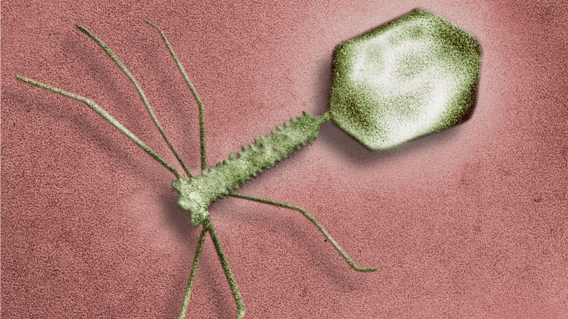Bacteriophage_bacteriofaag_bacterie_virus_anp_1920x1080.jpg