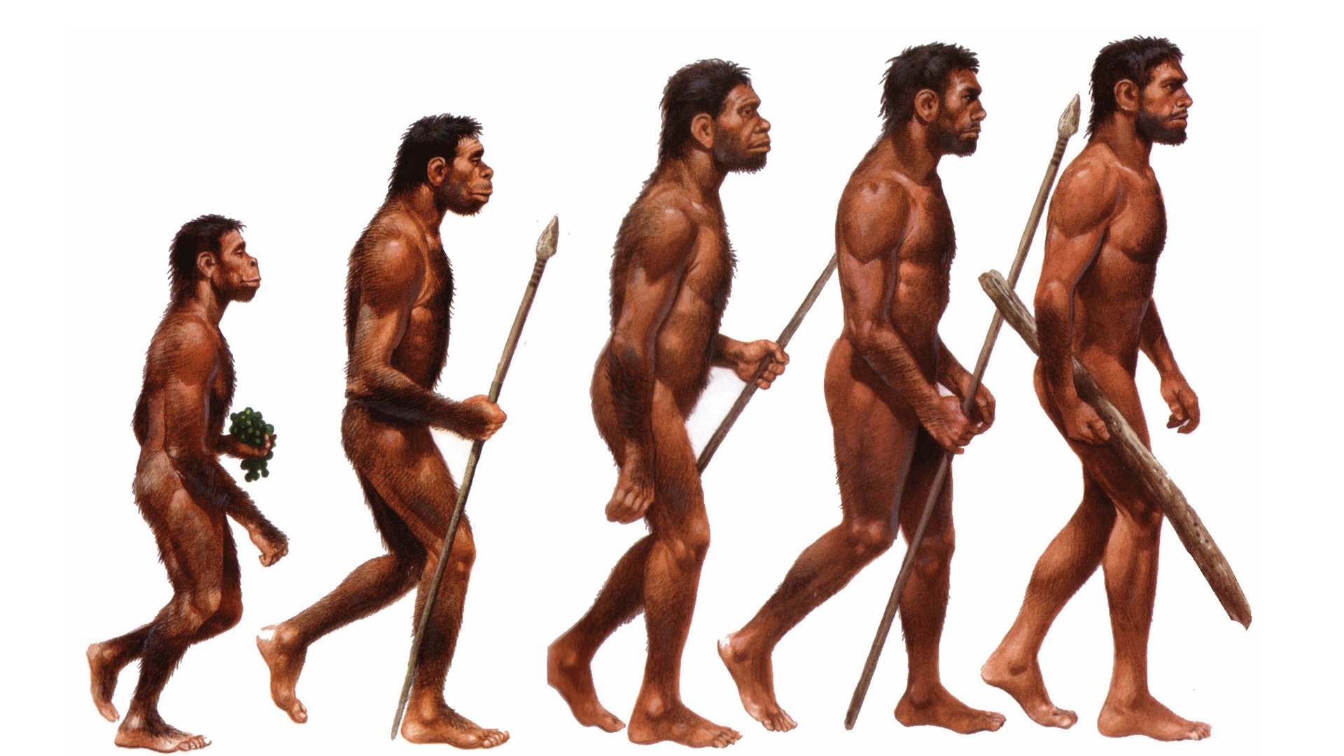 Где по мнению ученых появились первые люди. Эволюция человека хомо сапиенс. Хомо сапиенс человек разумный. Хомо хабилис эпоха.