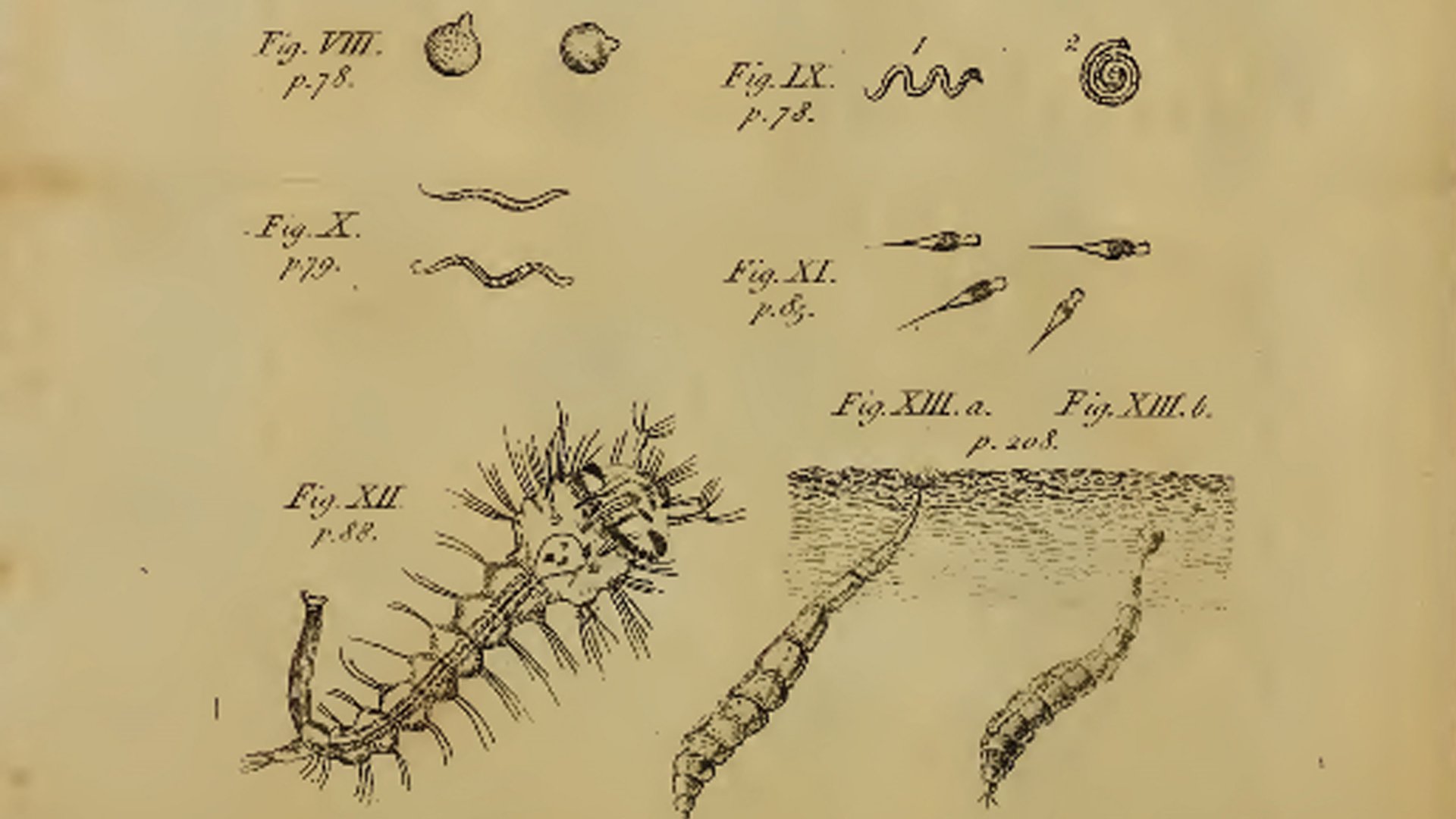 Antoni van Leeuwenhoek - Micropia