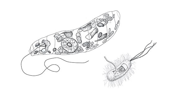 Image of Schematic drawing of the structure of a typical bacterial cell
